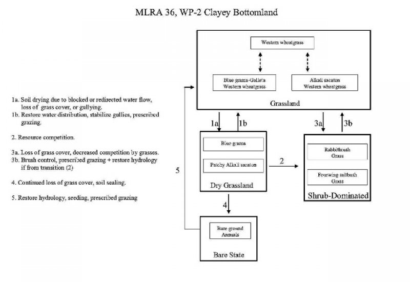 Model diagram