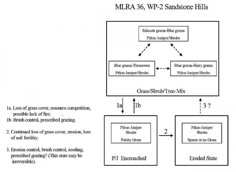 Model diagram
