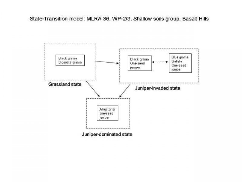 Model diagram