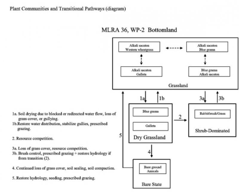 Model diagram
