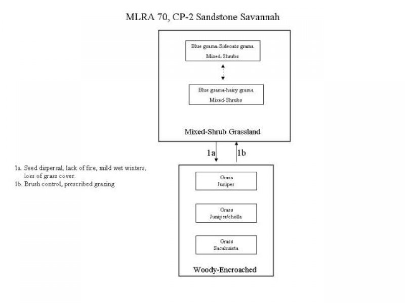 Model diagram