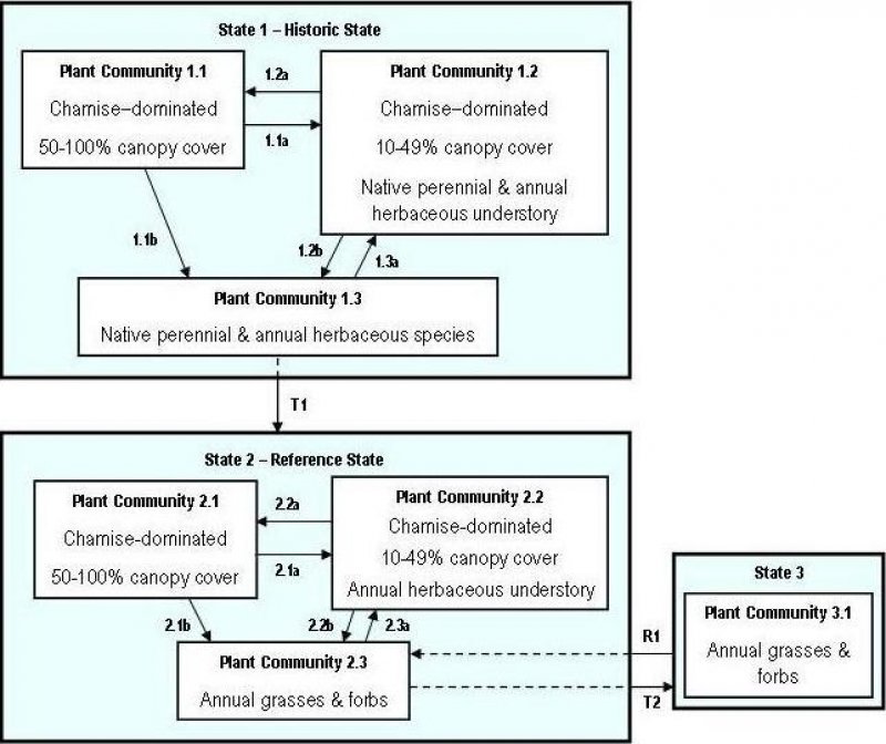 Model diagram