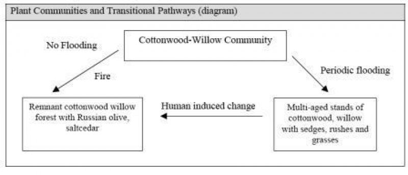 Model diagram