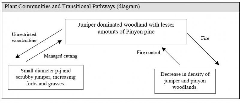 Model diagram