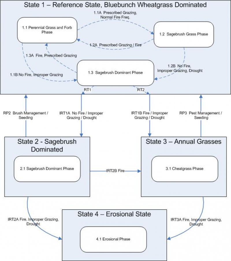 Model diagram