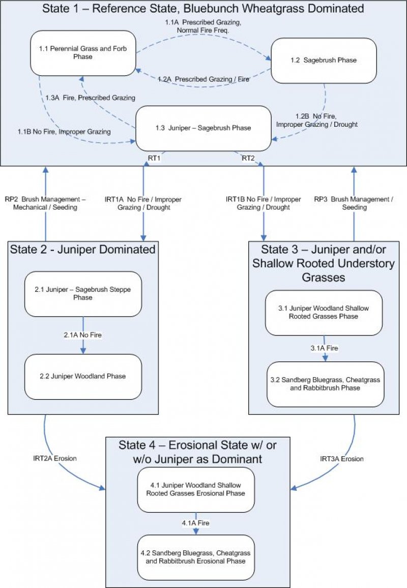 Model diagram