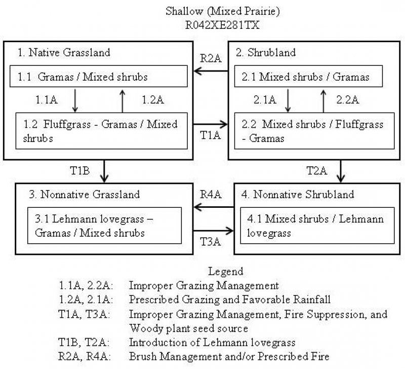 Model diagram