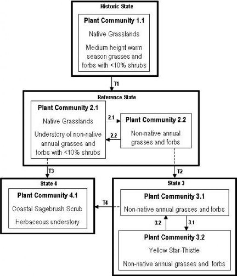 Model diagram
