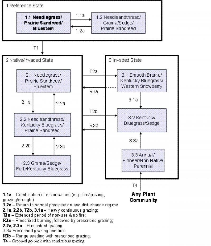 Model diagram