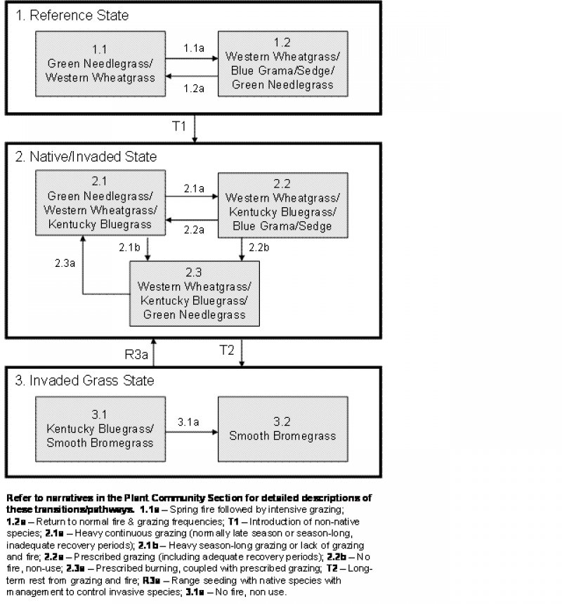 Model diagram