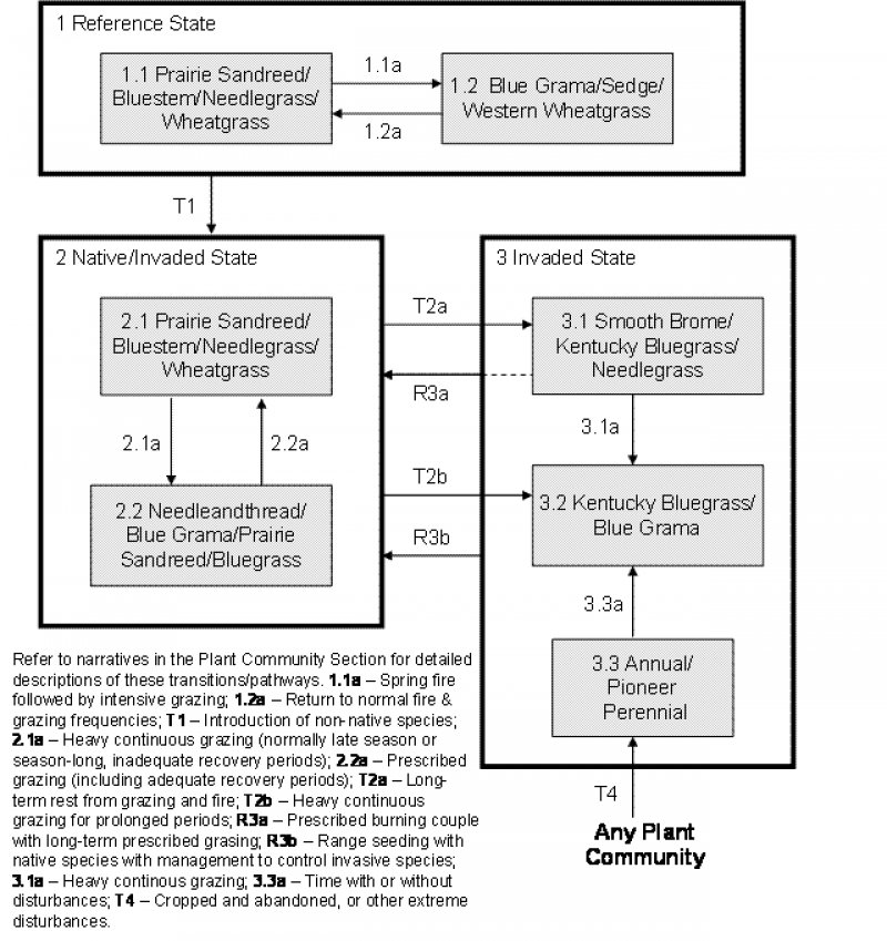 Model diagram