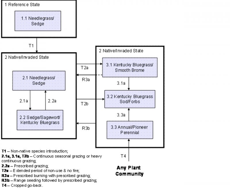 Model diagram