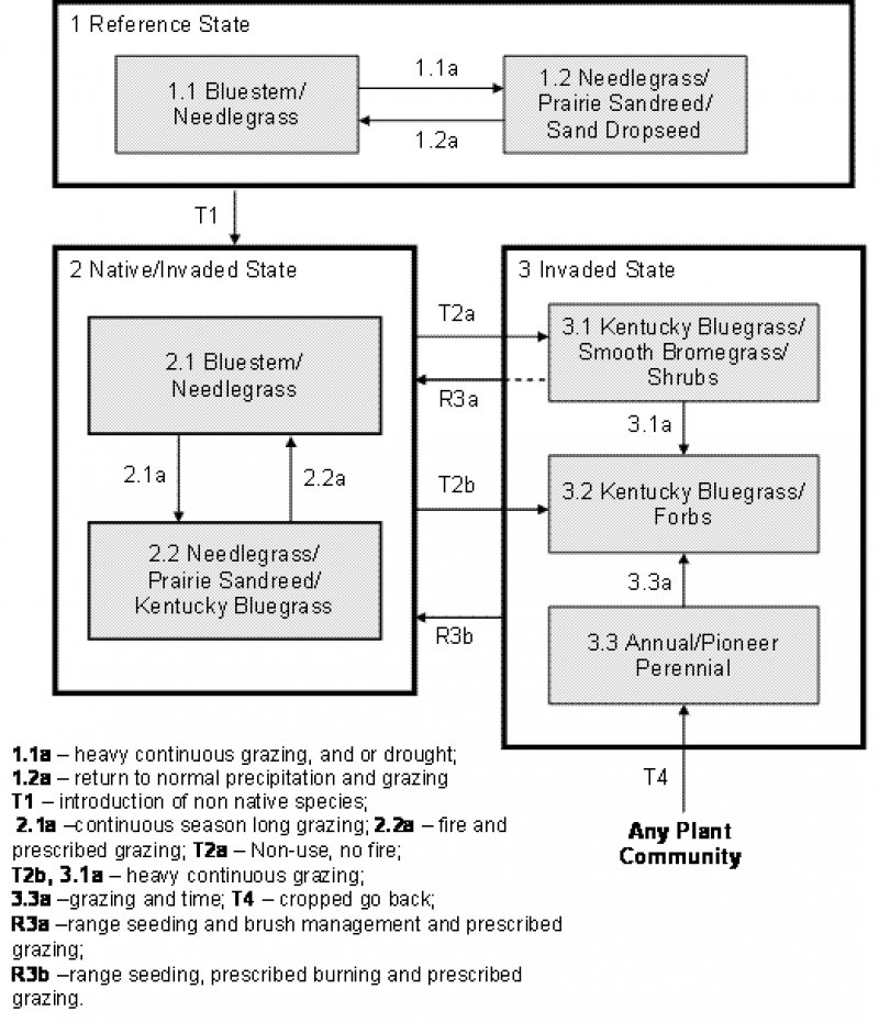 Model diagram