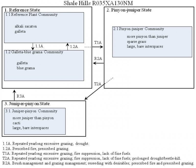 Model diagram