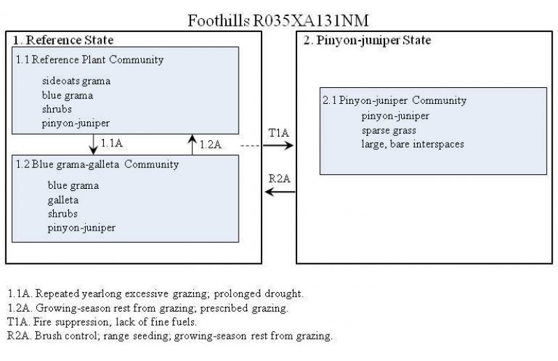 Model diagram