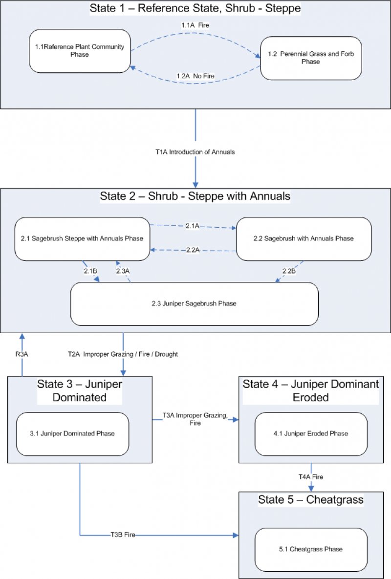 Model diagram