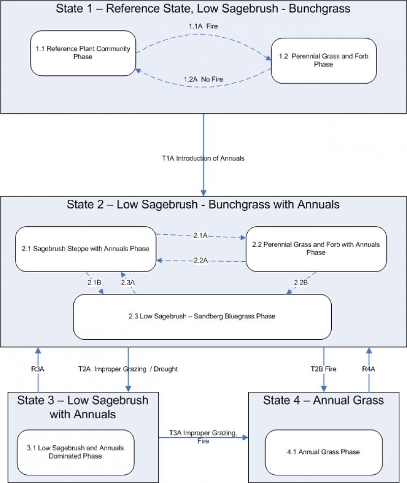 Model diagram