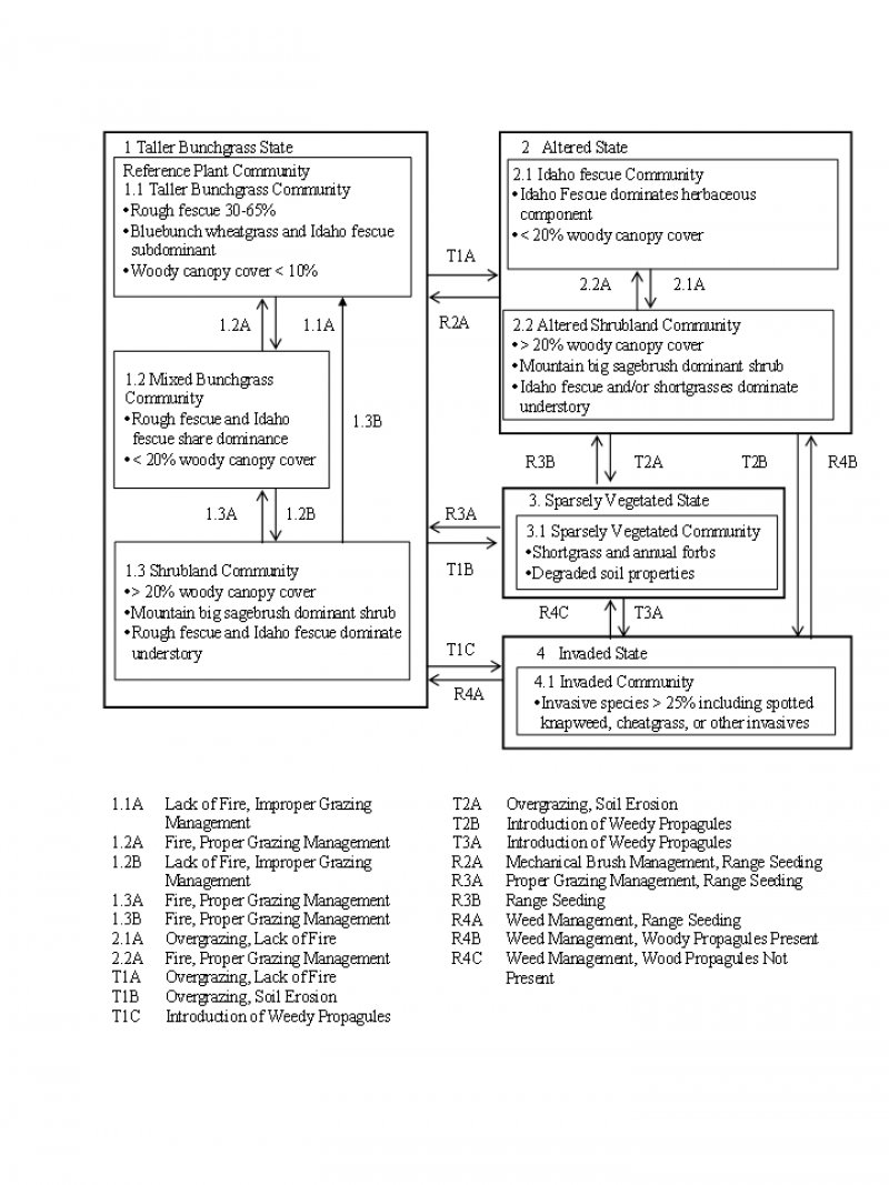 Model diagram