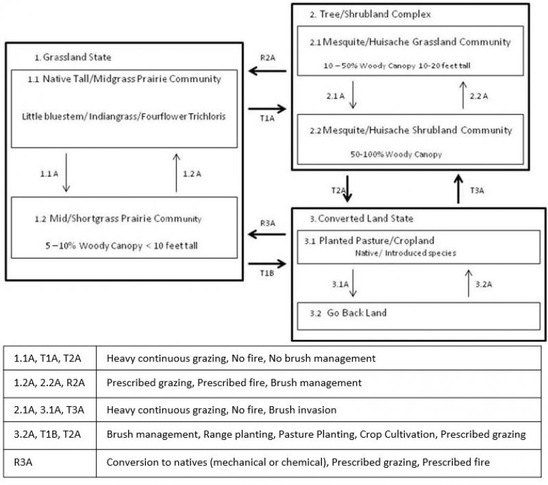 Model diagram