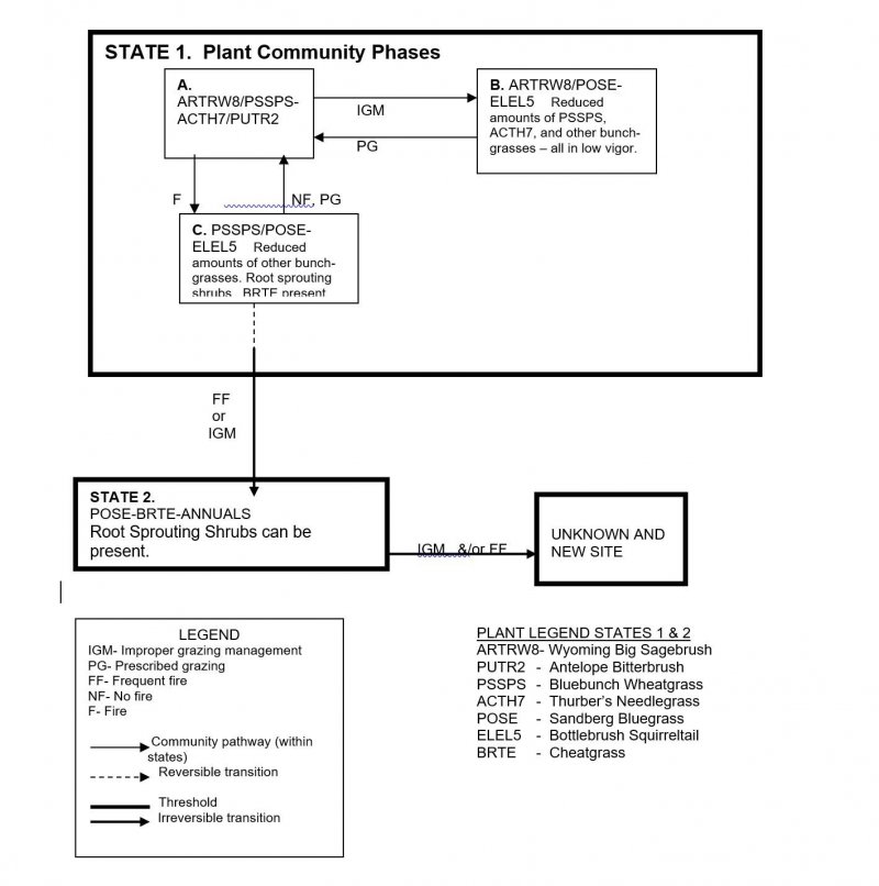 Model diagram