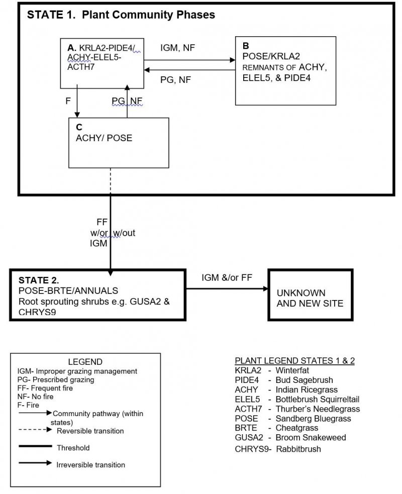 Model diagram