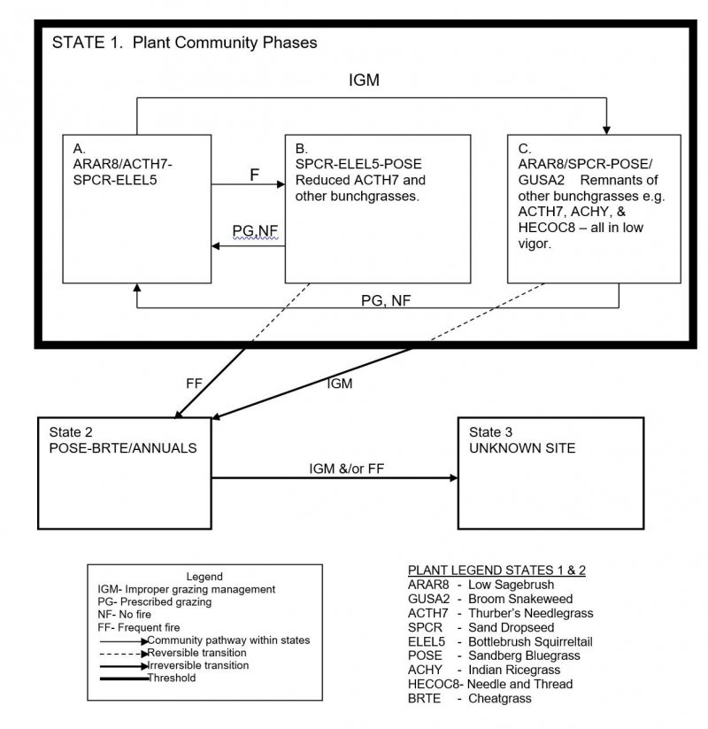 Model diagram