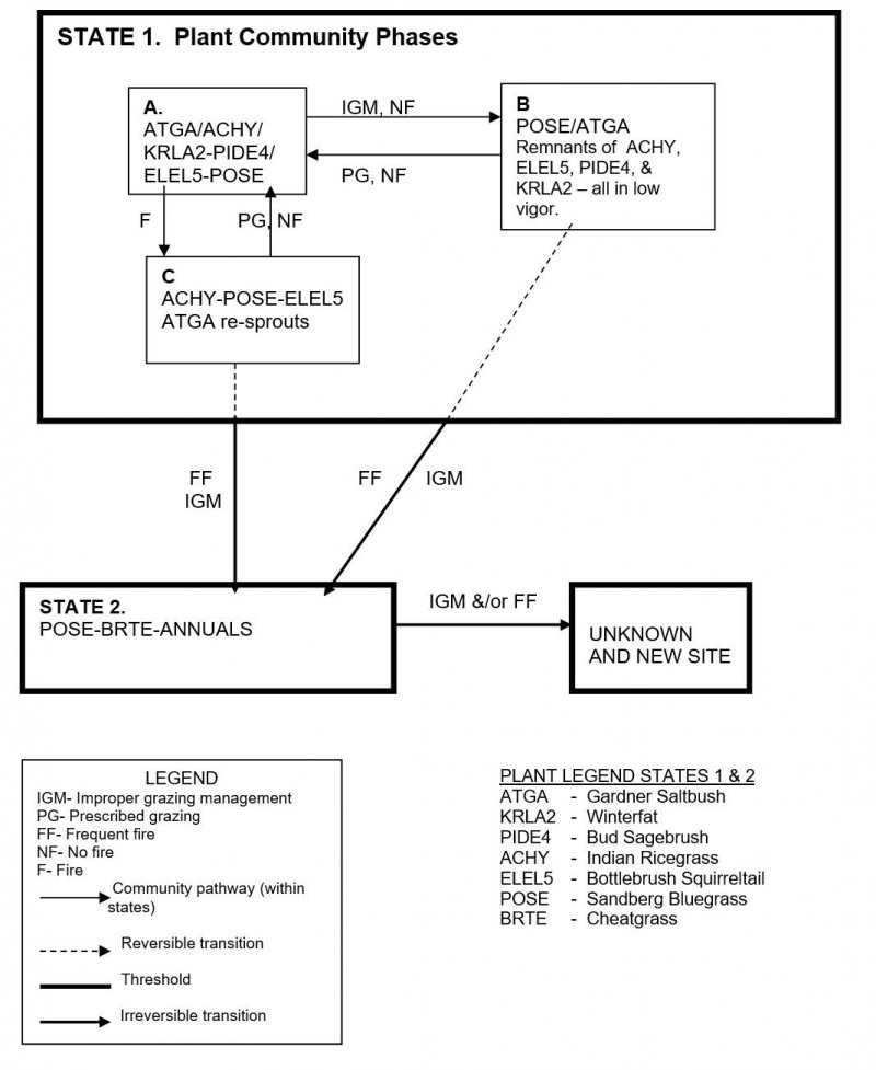 Model diagram
