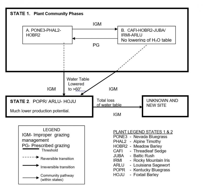 Model diagram