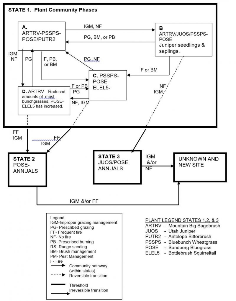 Model diagram
