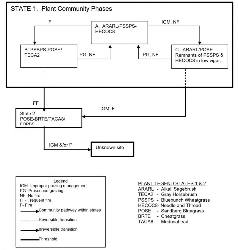 Model diagram
