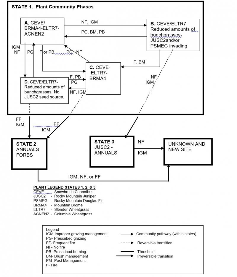 Model diagram