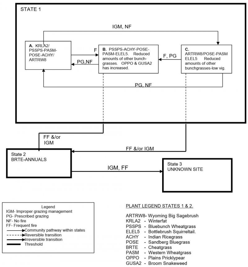 Model diagram