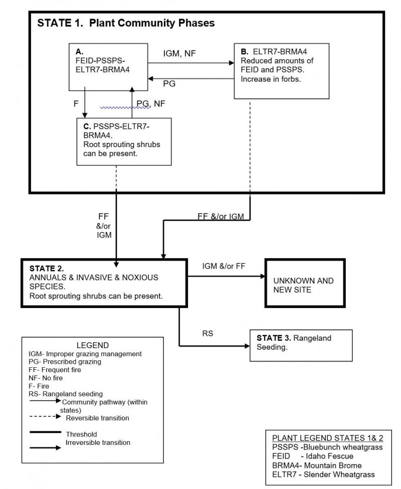 Model diagram