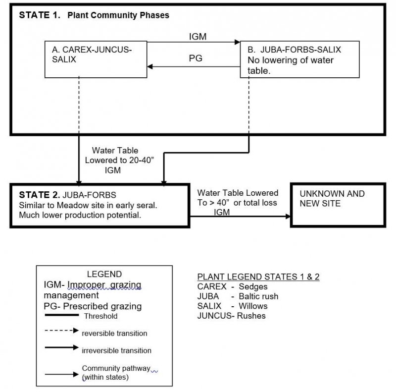 Model diagram