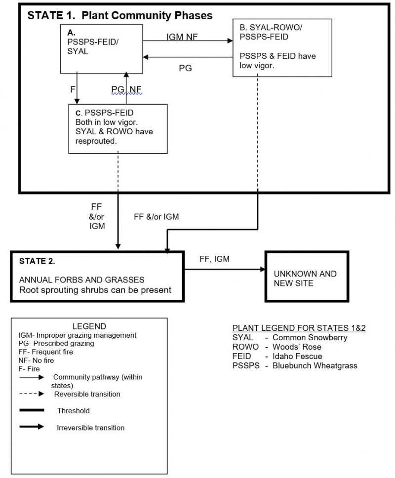 Model diagram
