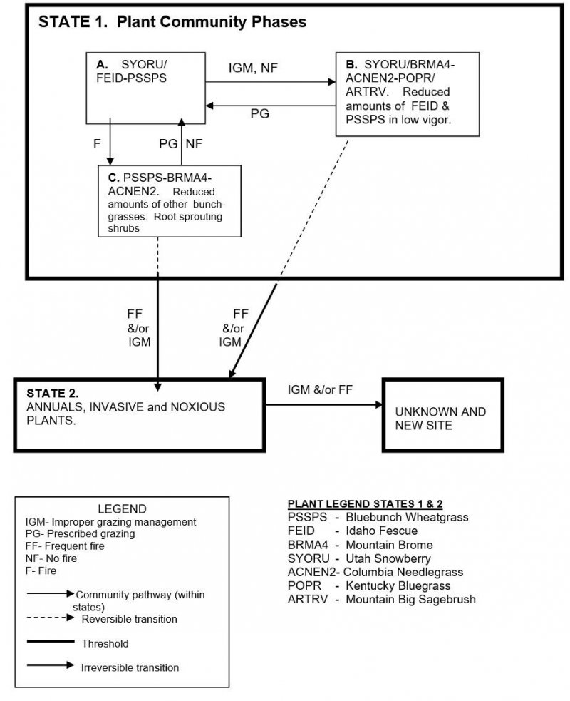 Model diagram