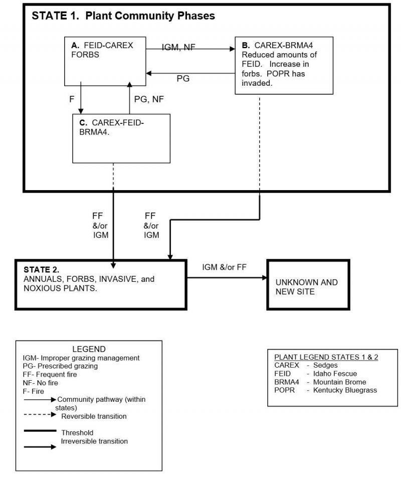 Model diagram
