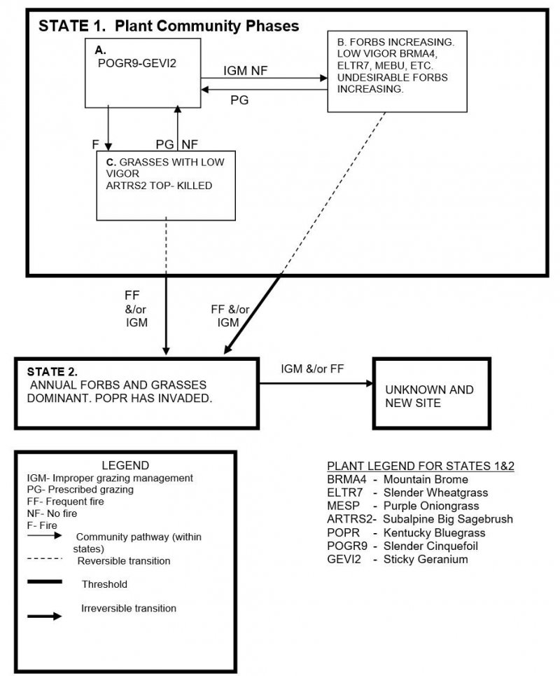Model diagram