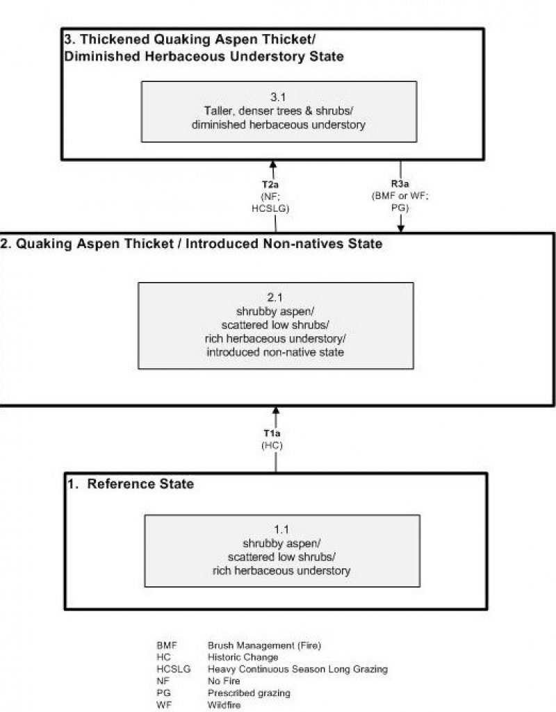 Model diagram