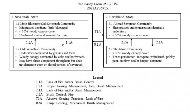 Model diagram