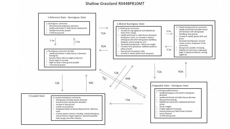 Model diagram