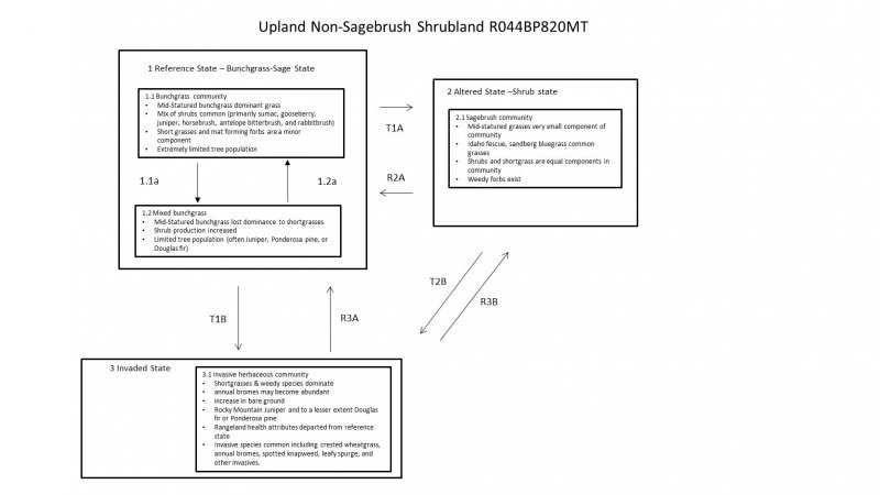 Model diagram