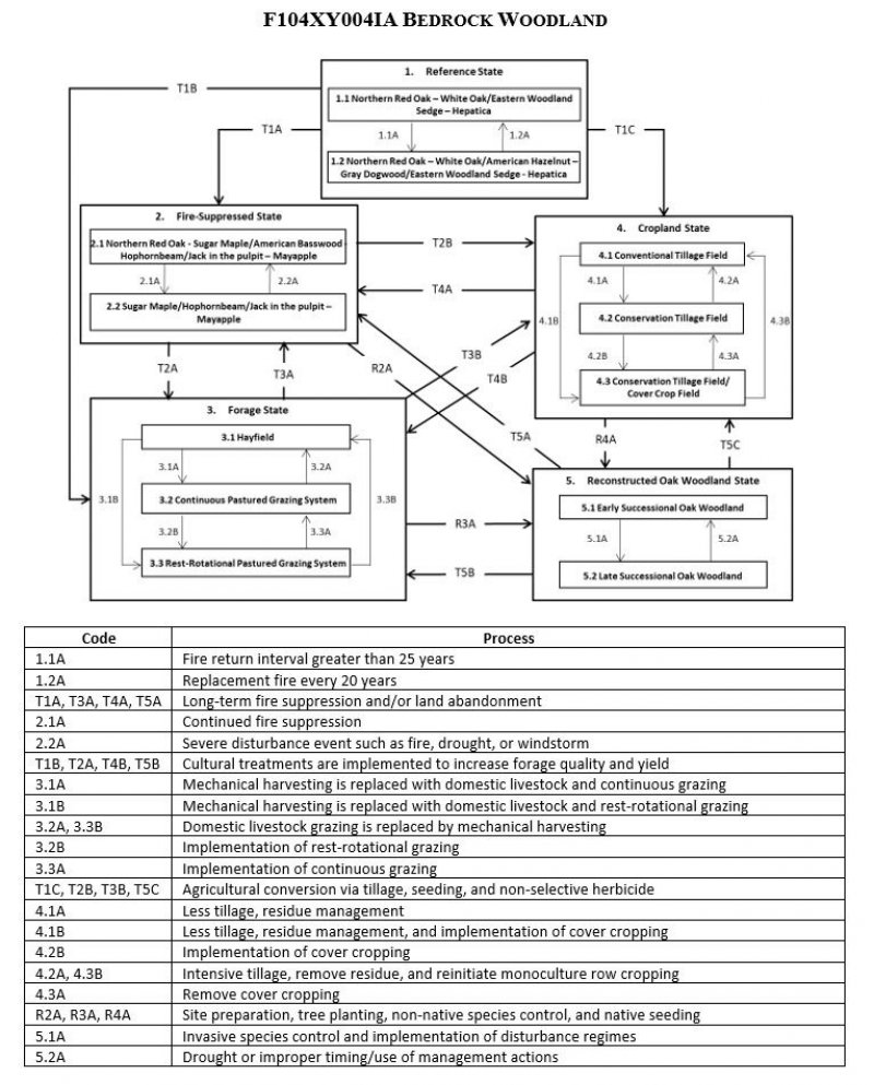 Model diagram