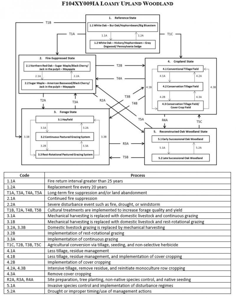 Model diagram
