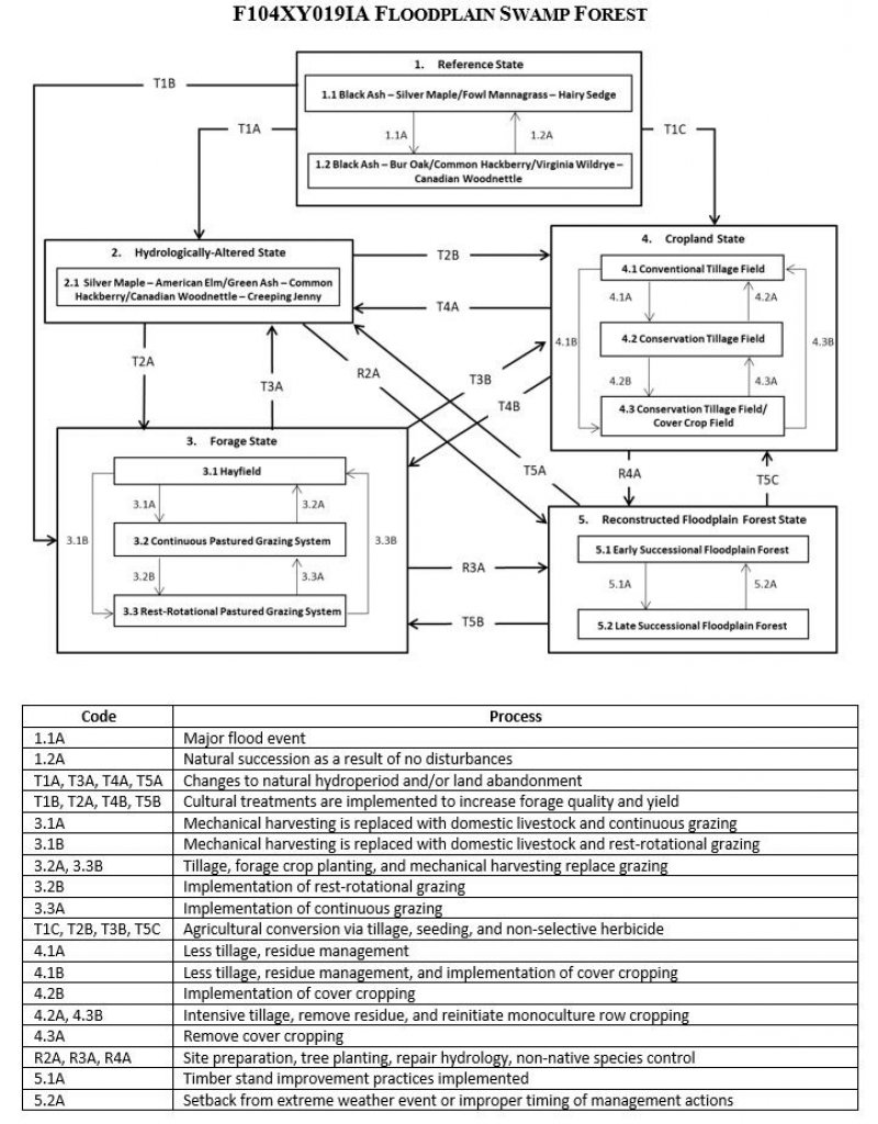 Model diagram