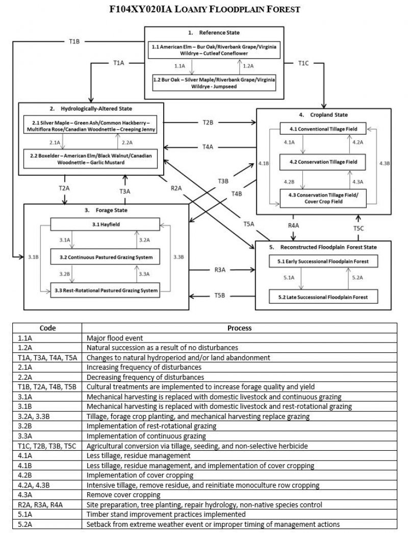 Model diagram