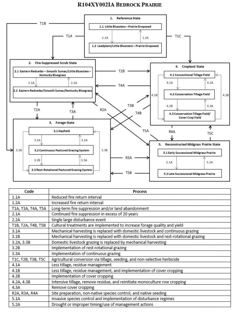 Model diagram