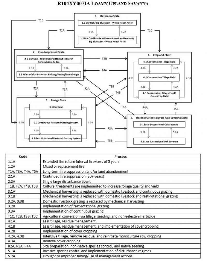 Model diagram