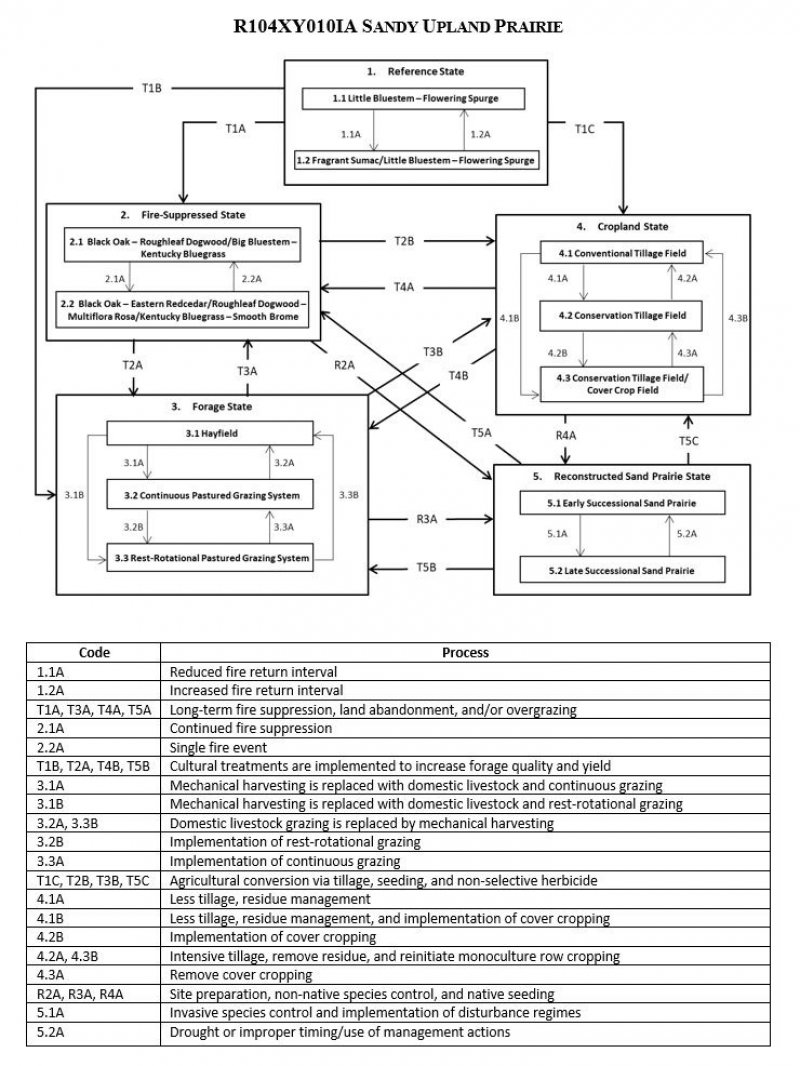 Model diagram