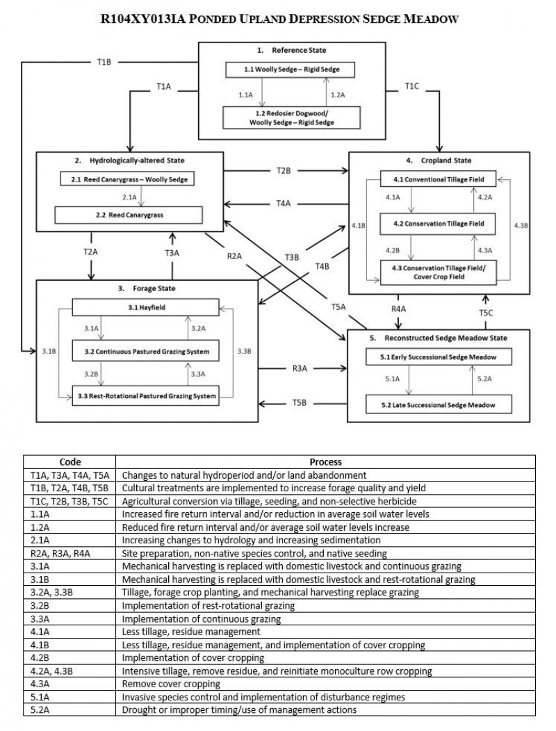 Model diagram